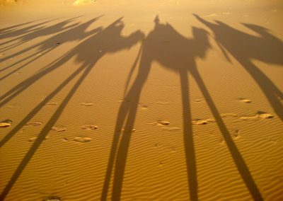 Camels casting shadows on a private guided trek in the Sahara Desert with Experience Morocco