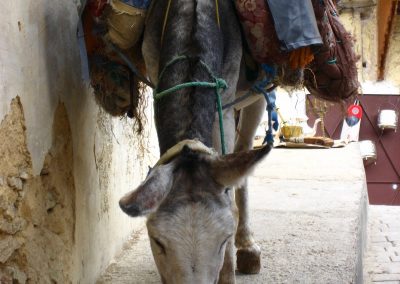Working donkey in Fes in Morocco