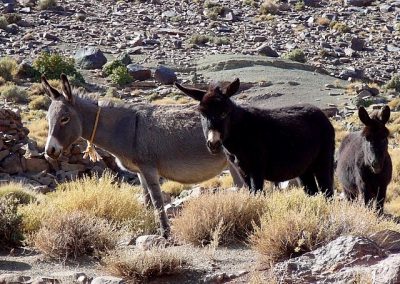 Nomads' donkeys eating grass in Jebel Saghro mountain range in Morocco