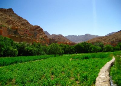 Farmland in the palmeries in Todra Gorge in Morocco