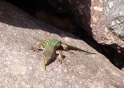 Lizard eating on a rock in Imlil Valley in the High Atlas Mountains of Morocco